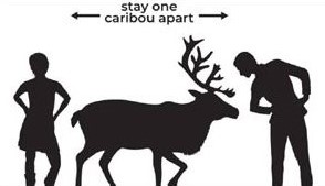 Caribou